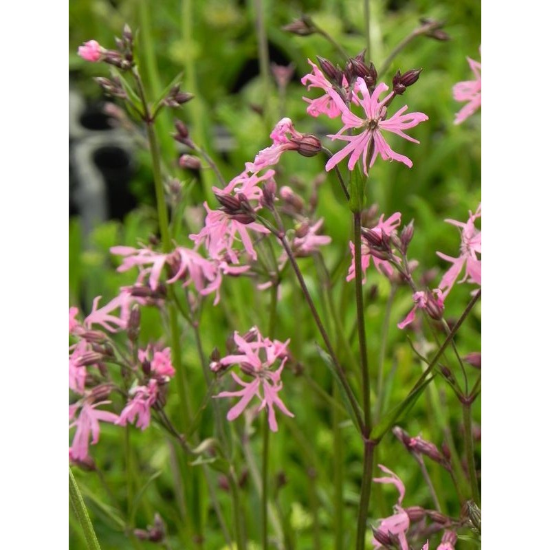 firletka poszarpana (Lychnis flos-cuculi) - Świat bylin - sklep internetowy