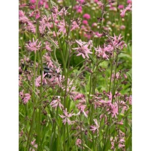 firletka poszarpana (Lychnis flos-cuculi) - Świat bylin - sklep internetowy