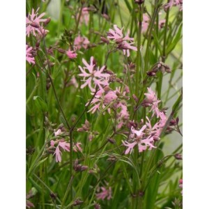 firletka poszarpana (Lychnis flos-cuculi) - Świat bylin - sklep internetowy