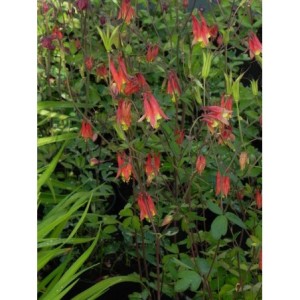 orlik kanadyjski (Aquilegia canadensis) - Świat bylin - sklep internetowy