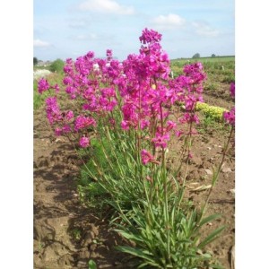 firletka smółka (Lychnis viscaria) Splendens - Świat bylin - sklep internetowy
