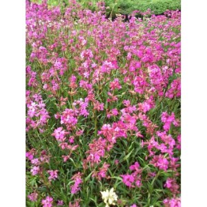 firletka smółka (Lychnis viscaria) Splendens - Świat bylin - sklep internetowy