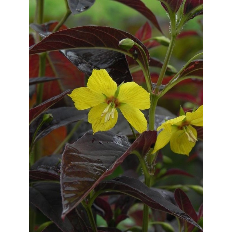 tojeść orzęsiona (Lysimachia ciliata) Firecracker- Świat bylin - sklep internetowy