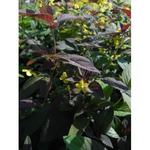 tojeść orzęsiona (Lysimachia ciliata) Firecracker- Świat bylin - sklep internetowy