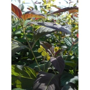 tojeść orzęsiona (Lysimachia ciliata) Firecracker- Świat bylin - sklep internetowy