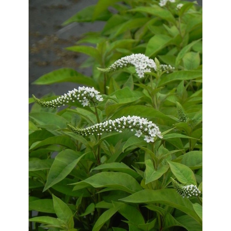 tojeść orszelinowa (Lysimachia clethroides) - Świat bylin - sklep internetowy