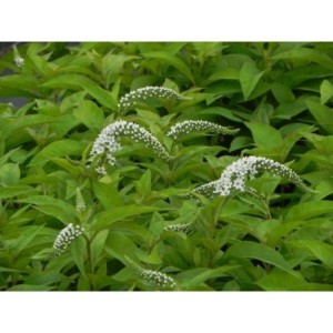 tojeść orszelinowa (Lysimachia clethroides) - Świat bylin - sklep internetowy