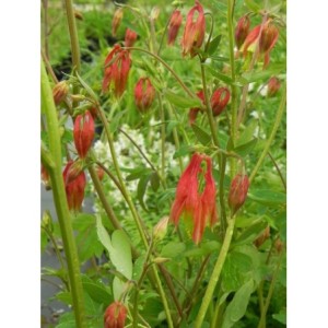 orlik kanadyjski (Aquilegia canadensis) - Świat bylin - sklep internetowy