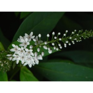 tojeść orszelinowa (Lysimachia clethroides) - Świat bylin - sklep internetowy