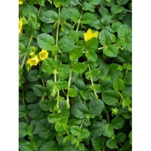 tojeść rozesłana (Lysimachia nummularia) - Świat bylin - sklep internetowy