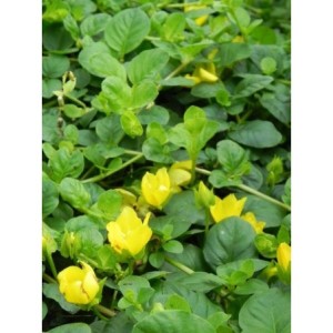 tojeść rozesłana (Lysimachia nummularia) - Świat bylin - sklep internetowy