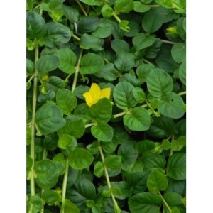 tojeść rozesłana (Lysimachia nummularia) - Świat bylin - sklep internetowy