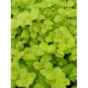 tojeść rozesłana (Lysimachia nummularia) Aurea- Świat bylin - sklep internetowy