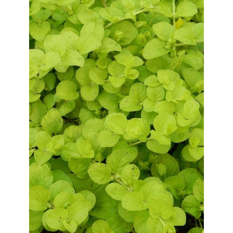 tojeść rozesłana (Lysimachia nummularia) Aurea- Świat bylin - sklep internetowy