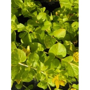 tojeść rozesłana (Lysimachia nummularia) Aurea- Świat bylin - sklep internetowy