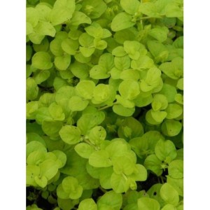 tojeść rozesłana (Lysimachia nummularia) Aurea- Świat bylin - sklep internetowy