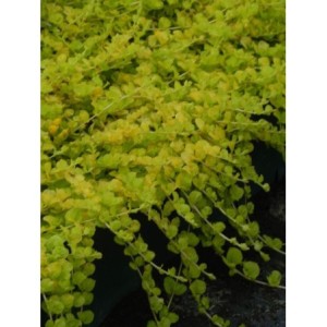 tojeść rozesłana (Lysimachia nummularia) Aurea- Świat bylin - sklep internetowy