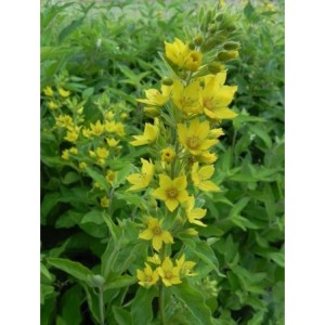 tojeść kropkowana (Lysimachia punctata) - Świat bylin - sklep internetowy