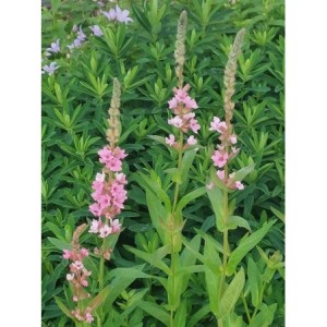 krwawnica pospolita (Lythrum salicaria) Blush- Świat bylin - sklep internetowy