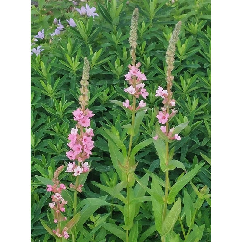 krwawnica pospolita (Lythrum salicaria) Blush- Świat bylin - sklep internetowy