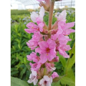 krwawnica pospolita (Lythrum salicaria) Blush- Świat bylin - sklep internetowy