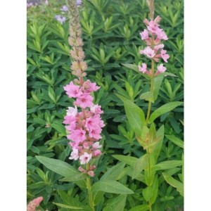 krwawnica pospolita (Lythrum salicaria) Blush- Świat bylin - sklep internetowy