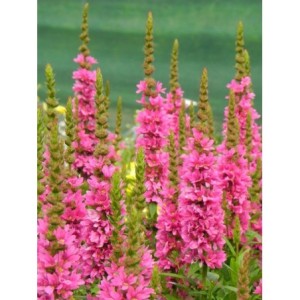 krwawnica pospolita (Lythrum salicaria) Robert- Świat bylin - sklep internetowy