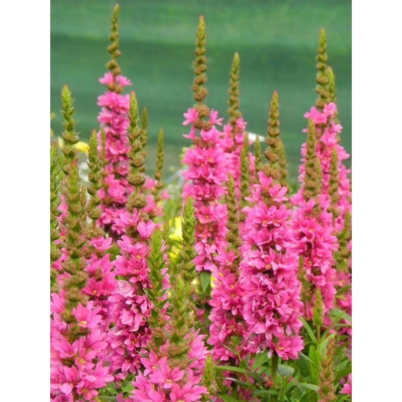 krwawnica pospolita (Lythrum salicaria) Robert- Świat bylin - sklep internetowy