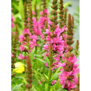 krwawnica pospolita (Lythrum salicaria) Robert- Świat bylin - sklep internetowy