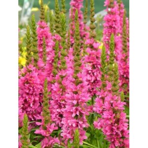 krwawnica pospolita (Lythrum salicaria) Robert- Świat bylin - sklep internetowy