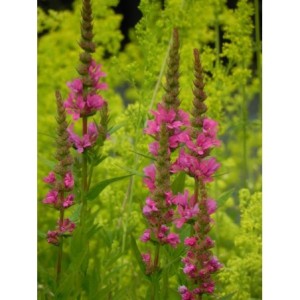 krwawnica pospolita (Lythrum salicaria) Robert- Świat bylin - sklep internetowy