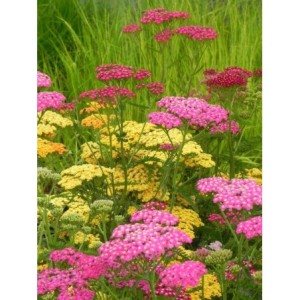 krwawnik pospolity (Achillea millefolium) Summer Pastels- Świat bylin - sklep internetowy