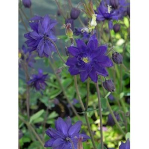 orlik pospolity (Aquilegia vulgaris) plena Blue Barlow- Świat bylin - sklep internetowy