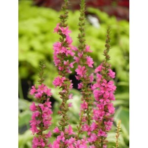 krwawnica pospolita (Lythrum salicaria) Robert- Świat bylin - sklep internetowy