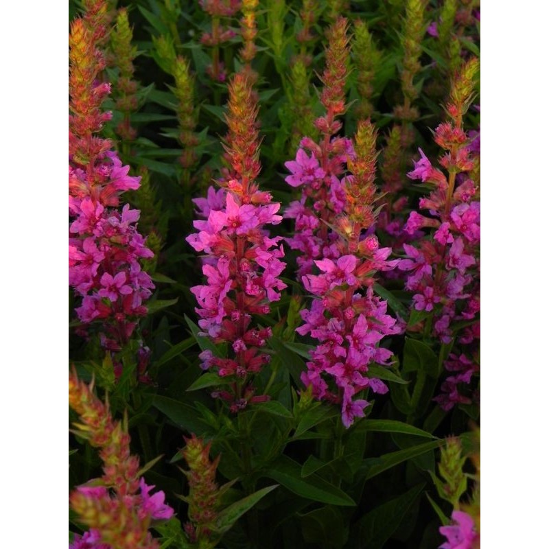 krwawnica pospolita (Lythrum salicaria) Robin- Świat bylin - sklep internetowy