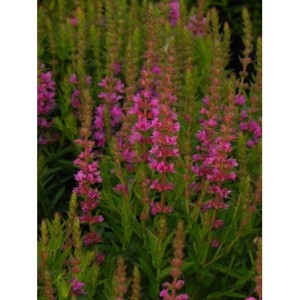 krwawnica pospolita (Lythrum salicaria) Robin- Świat bylin - sklep internetowy