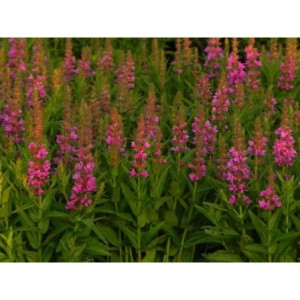 krwawnica pospolita (Lythrum salicaria) Robin- Świat bylin - sklep internetowy