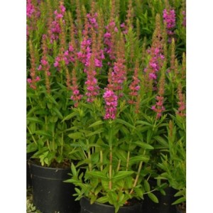 krwawnica pospolita (Lythrum salicaria) Robin- Świat bylin - sklep internetowy