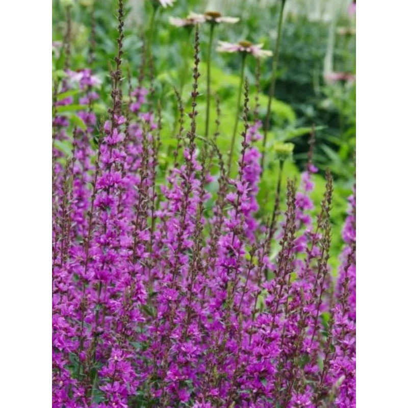 krwawnica rózgowata (Lythrum virgatum) Dropmore Purple- Świat bylin - sklep internetowy