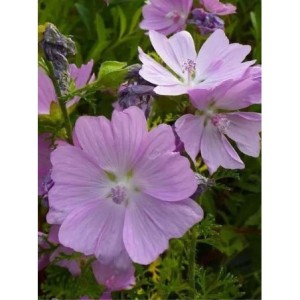 ślaz piżmowy (Malva moschata) Rosea- Świat bylin - sklep internetowy
