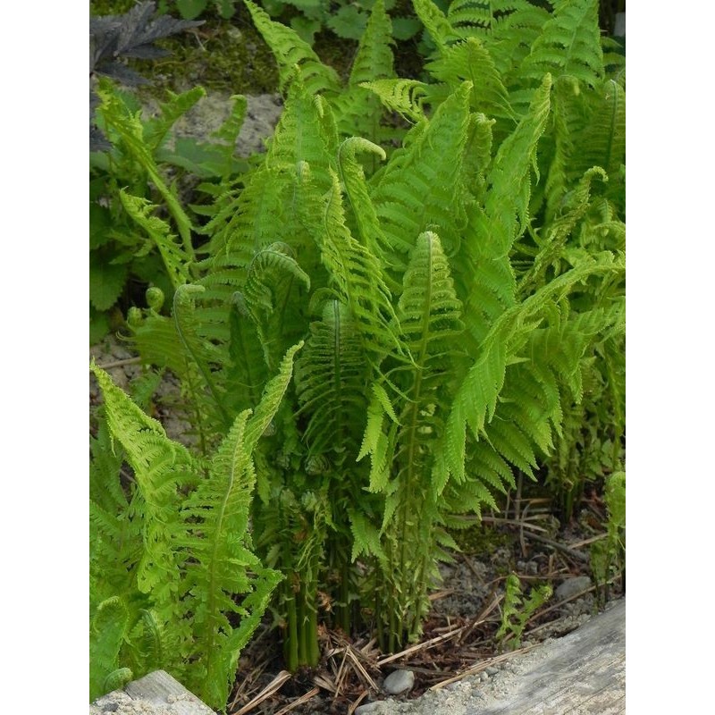 pióropusznik strusi (Matteuccia struthiopteris) - Świat bylin - sklep internetowy