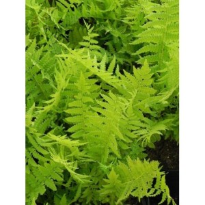 pióropusznik strusi (Matteuccia struthiopteris) - Świat bylin - sklep internetowy