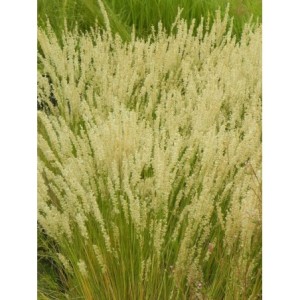 perłówka orzęsiona (Melica ciliata) - Świat bylin - sklep internetowy