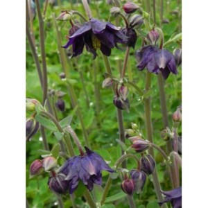 orlik pospolity (Aquilegia vulgaris) plena Blue Barlow- Świat bylin - sklep internetowy