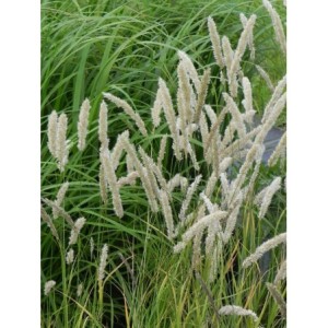 perłówka orzęsiona (Melica ciliata) - Świat bylin - sklep internetowy