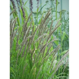 perłówka orzęsiona (Melica ciliata) - Świat bylin - sklep internetowy