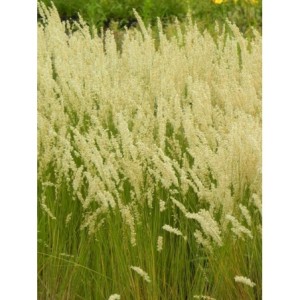 perłówka orzęsiona (Melica ciliata) - Świat bylin - sklep internetowy