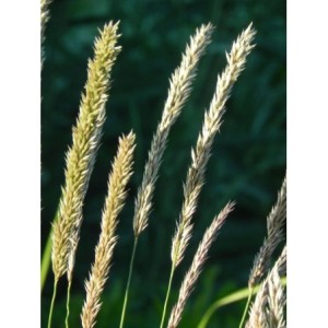 perłówka orzęsiona (Melica ciliata) - Świat bylin - sklep internetowy