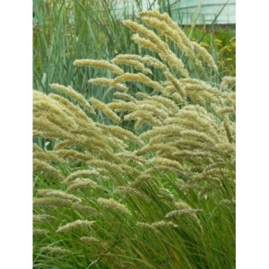 perłówka orzęsiona (Melica ciliata) - Świat bylin - sklep internetowy