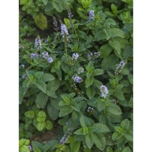 mięta pieprzowa (Mentha piperita) ][98- Świat bylin - sklep internetowy